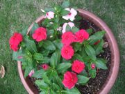 ファイル 2221-2.jpg