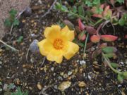 ファイル 2224-1.jpg