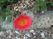 ファイル 2224-2.jpg