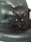 ファイル 2225-1.jpg