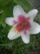 ファイル 2227-1.jpg