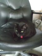 ファイル 2228-1.jpg