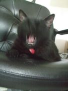 ファイル 2228-2.jpg