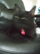 ファイル 2228-3.jpg