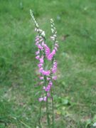 ファイル 2229-1.jpg