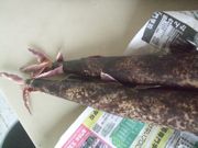 ファイル 2230-1.jpg