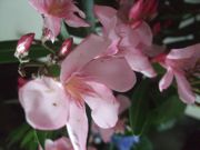 ファイル 2231-1.jpg