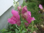 ファイル 2232-1.jpg