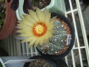 ファイル 2234-1.jpg