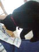 ファイル 2239-1.jpg