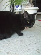 ファイル 2240-1.jpg