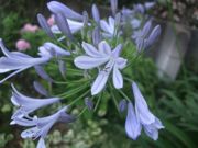 ファイル 2241-1.jpg