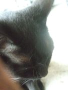 ファイル 2242-1.jpg