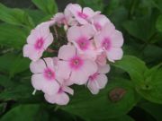 ファイル 2244-1.jpg