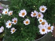 ファイル 2245-1.jpg