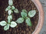 ファイル 2248-1.jpg