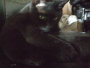 ファイル 2251-1.jpg