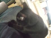 ファイル 2254-1.jpg