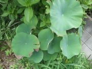 ファイル 2255-1.jpg