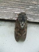 ファイル 2261-1.jpg