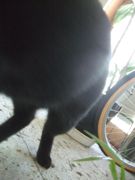 ファイル 2265-1.jpg