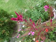 ファイル 2268-1.jpg