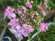 ファイル 2269-1.jpg