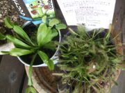 ファイル 2273-1.jpg