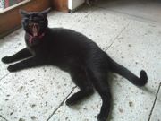 ファイル 2274-1.jpg