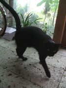 ファイル 2275-1.jpg