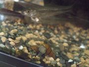 ファイル 2279-1.jpg