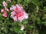 ファイル 2281-1.jpg