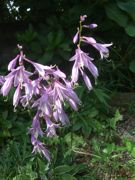 ファイル 2282-1.jpg