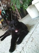 ファイル 2284-1.jpg