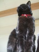 ファイル 2286-1.jpg