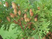 ファイル 2292-1.jpg