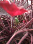 ファイル 2299-1.jpg