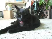 ファイル 2300-1.jpg