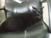 ファイル 2300-2.jpg