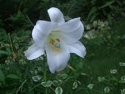 ファイル 2301-1.jpg