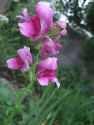 ファイル 2302-1.jpg