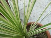 ファイル 2303-1.jpg