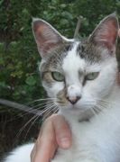 ファイル 2307-1.jpg