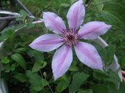 ファイル 2309-1.jpg