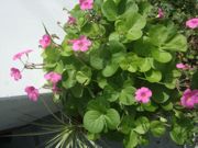 ファイル 2310-1.jpg