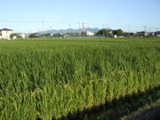 ファイル 2316-1.jpg