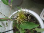 ファイル 2321-1.jpg