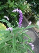 ファイル 2322-1.jpg