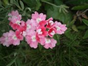 ファイル 2323-1.jpg