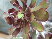 ファイル 2324-1.jpg